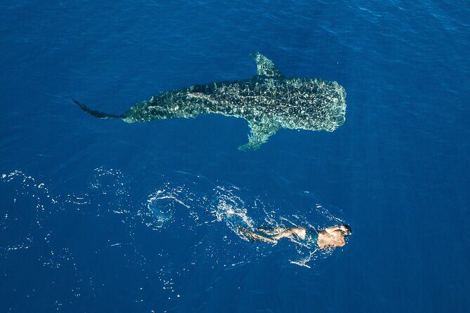 Snorkel and Swimming with Whale Shark in Cancun - Final Words