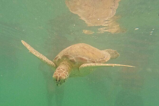 Snorkel Around Turtles in Akumal and Underground Cenote - The Sum Up: A Solid Choice for Authentic Nature Encounters