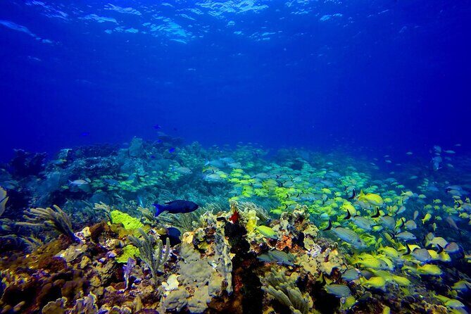 Snorkel at El Farito - The Lighthouse Reservation - Key Points
