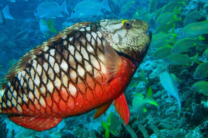 Snorkel at El Farito - The Lighthouse Reservation - Practical Details and Logistics