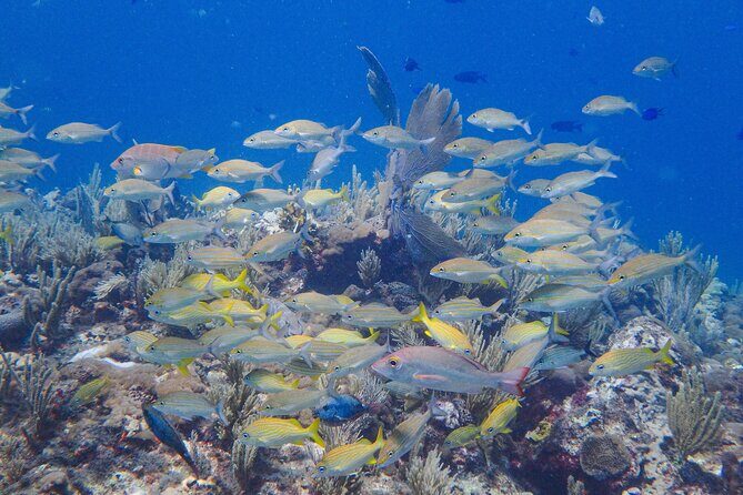 Snorkel at El Farito - The Lighthouse Reservation - Authentic Insights from Travelers