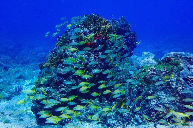 Snorkel at El Farito - The Lighthouse Reservation - Who Will Love This Tour?