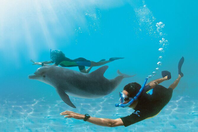 Snorkel at The Dolphin House Adventure In Hurghada - Key Points