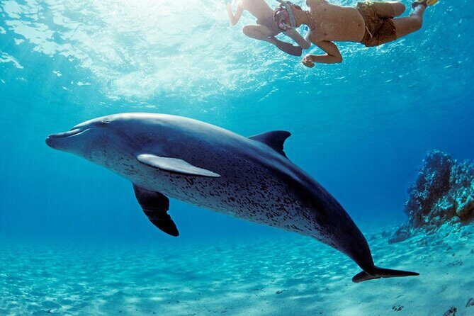 Snorkel at The Dolphin House Adventure In Hurghada - FAQ