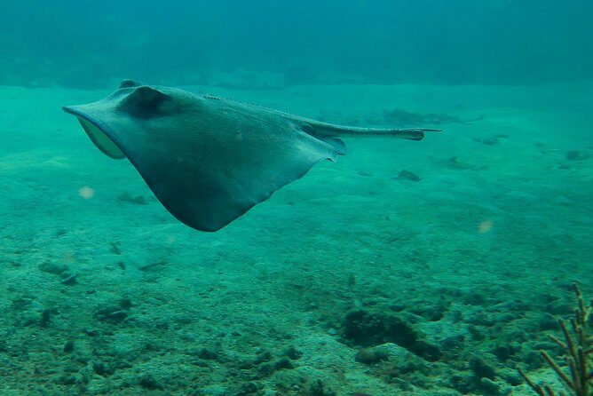 Snorkel boat tour in search of turtles - The Sum Up: Who’s This Tour Best For?