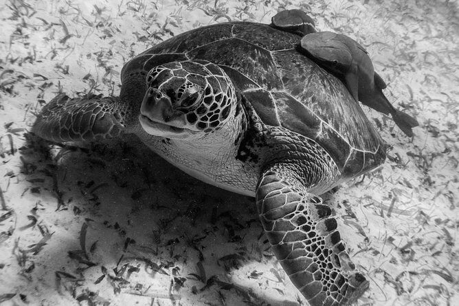 Snorkel boat tour in search of turtles - FAQ: Your Practical Questions Answered