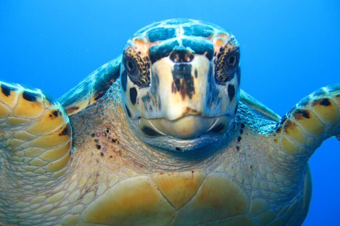 Snorkel Eco Tour - Key Points