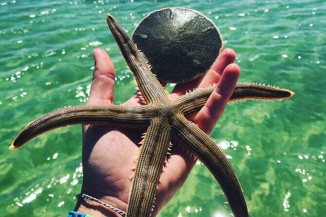 Snorkel Excursions with Good Jibez Only in Panama City Beach - Key Points