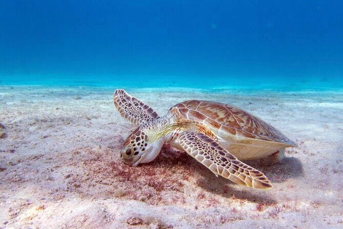 Snorkel Experience in Bonaire - An In-Depth Look at the Bonaire Snorkel Experience
