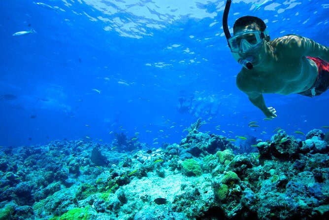 Snorkel Experience In Cancun! Reef and Sunken Ship - The Sum Up