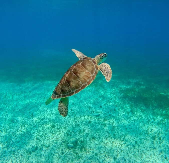 Snorkel in Cozumel and visit to El Cielo - What Travelers Say
