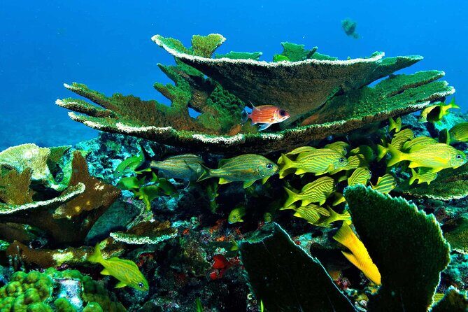 Snorkel In Cozumel! Boat Tour & Snorkel at 3 different Reefs - Practical Details and Tips