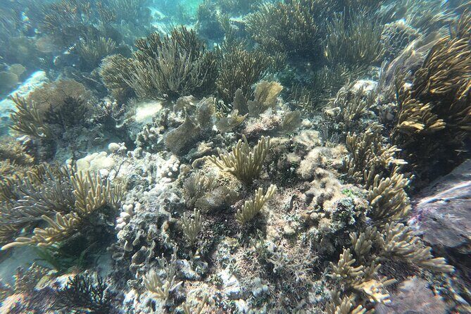 Snorkel in the beautiful reef of Puerto Morelos with transport - A closer look at what this snorkeling tour offers