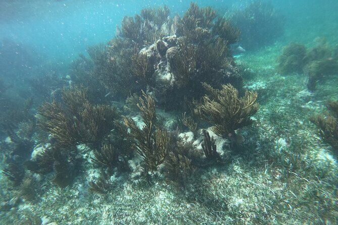 Snorkel in the beautiful reef of Puerto Morelos with transport - Practical details and considerations
