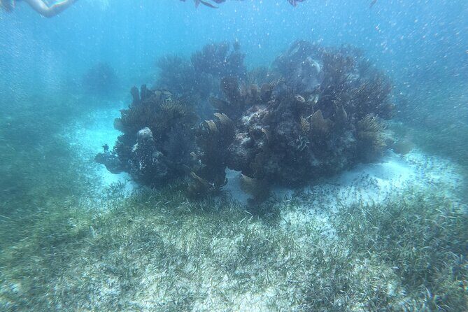 Snorkel in the beautiful reef of Puerto Morelos with transport - FAQ