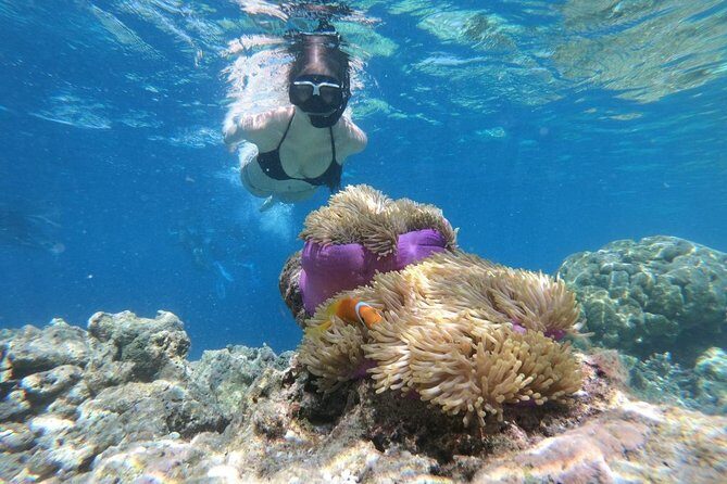 Snorkel in the second largest reef in the world Colorful tour in Puerto Morelos - FAQs