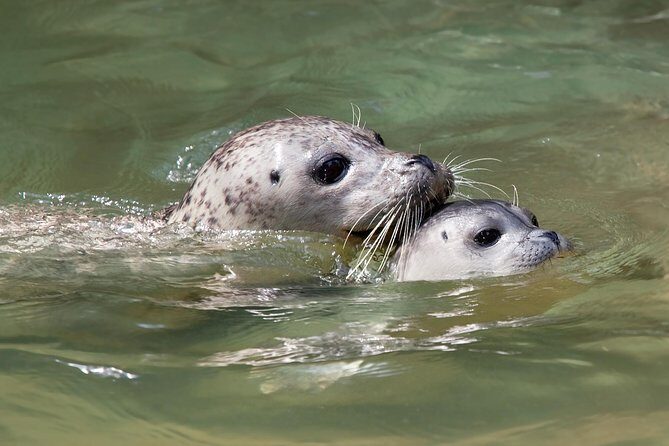 Snorkel, Kayak, and Seal Adventure: Vancouver Boat Tour - Refreshments and Relaxation