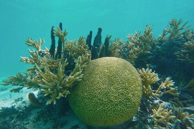 Snorkel - Lobster Lunch Cruise to Bird Island and Paradise Reef - FAQ