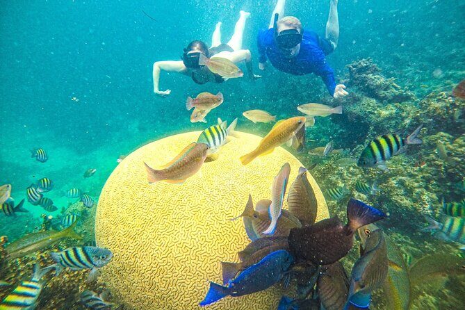 Snorkel Lovers for All Ages & Premium Seafood Lunch in Punta Cana - Key Points
