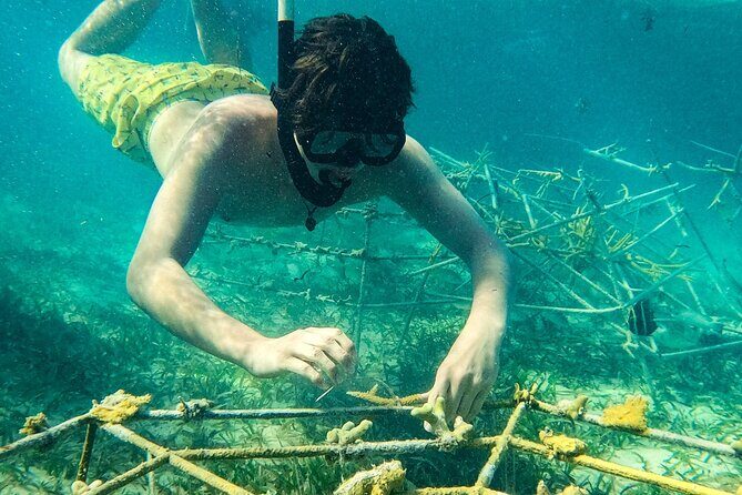 Snorkel Lovers for All Ages & Premium Seafood Lunch in Punta Cana - Authentic Experiences from Reviews