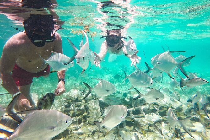 Snorkel Lovers for All Ages & Premium Seafood Lunch in Punta Cana - Final Thoughts: Who Is This Tour For?