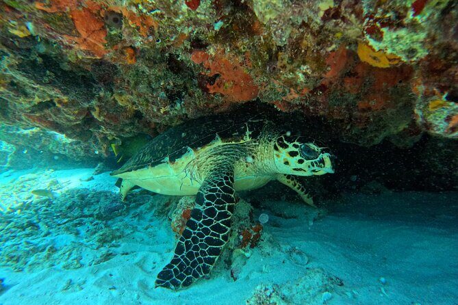Snorkel Paradise Cancun 5 in 1 For Non Swimmers - The Practical Side: What to Expect