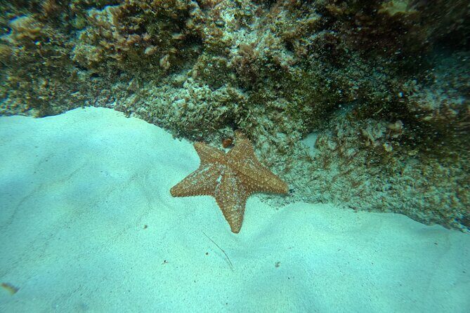 Snorkel Paradise Cancun 5 in 1 For Non Swimmers - Why This Tour Is a Great Choice