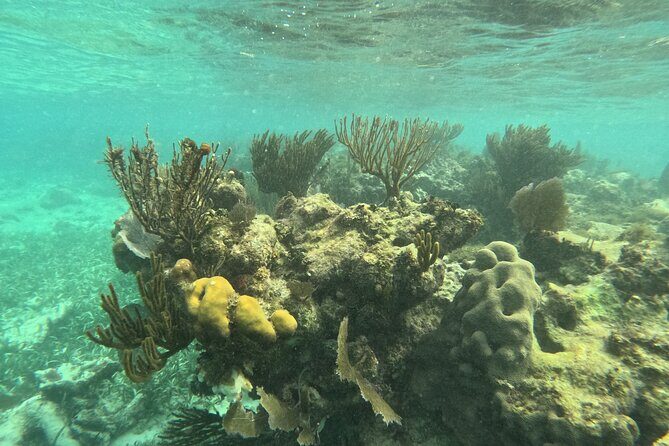 Snorkel Paradise Cancun 5 in 1 For Non Swimmers - Final Thoughts