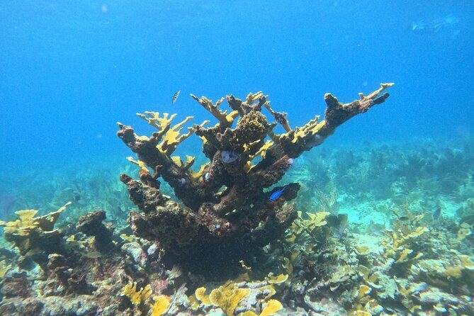 Snorkel Paradise Cancun 5 in 1 For Non Swimmers - FAQ