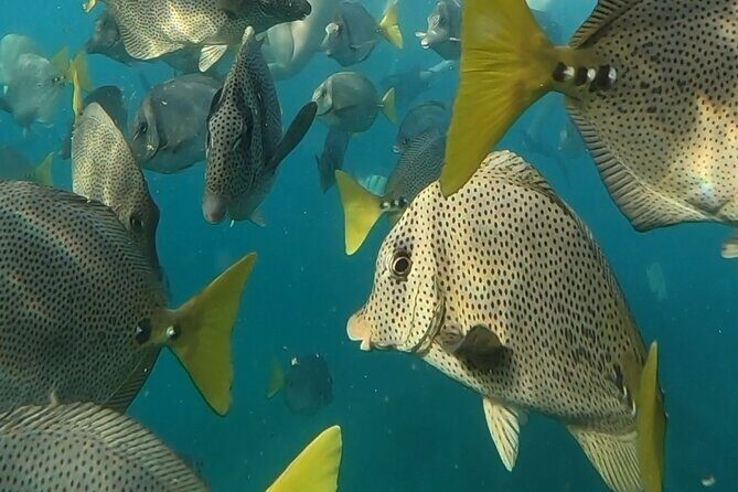 Snorkel & Sunset Sail in Cabo San Lucas - Who Should Consider This Tour?