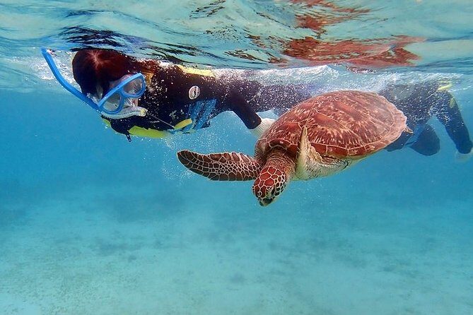Snorkel/Swim with the Turtles Experience - An In-Depth Look at the Tour Experience