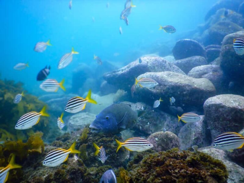 Snorkel Sydneys Stunning Marine Reserve on a Private Tour - Key Points