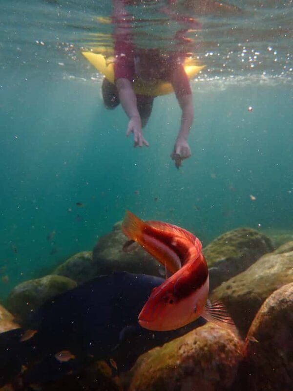 Snorkel Sydneys Stunning Marine Reserve on a Private Tour - An In-Depth Look at the Snorkeling Experience