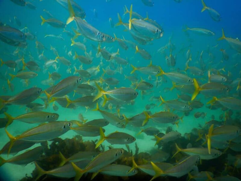 Snorkel Sydneys Stunning Marine Reserve on a Private Tour - FAQ
