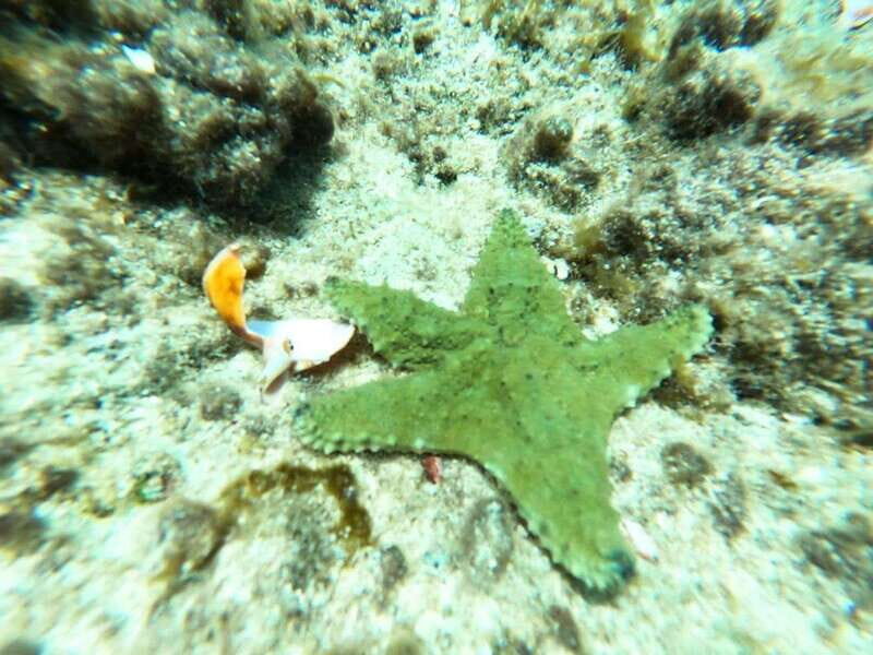 SNORKEL & TEQUILA TASTING - The Itinerary and What to Expect