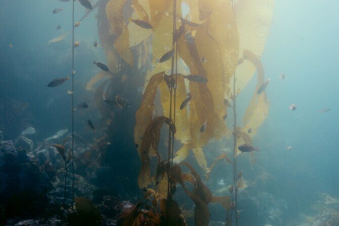 Snorkel Tour at Magic Island - Key Points