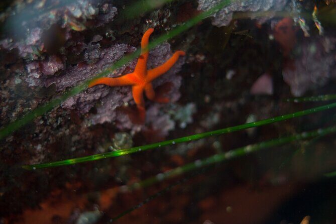 Snorkel Tour at Magic Island - Why This Tour Stands Out
