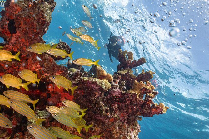 Snorkel Tour at Musa and Manchones Reef - An In-Depth Look at the Snorkel Tour Experience