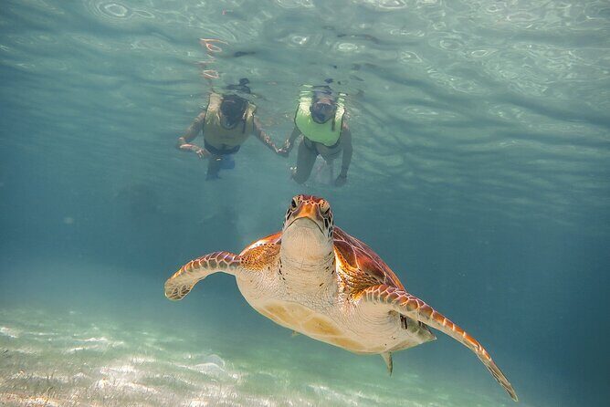 Snorkel Tour! Turtles & Underground Cenote from Playa del Carmen - Exploring the Snorkel Tour: Turtles & Underground Cenote from Playa del Carmen