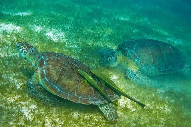 Snorkel Tour! Turtles & Underground Cenote from Playa del Carmen - How the Experience Comes to Life