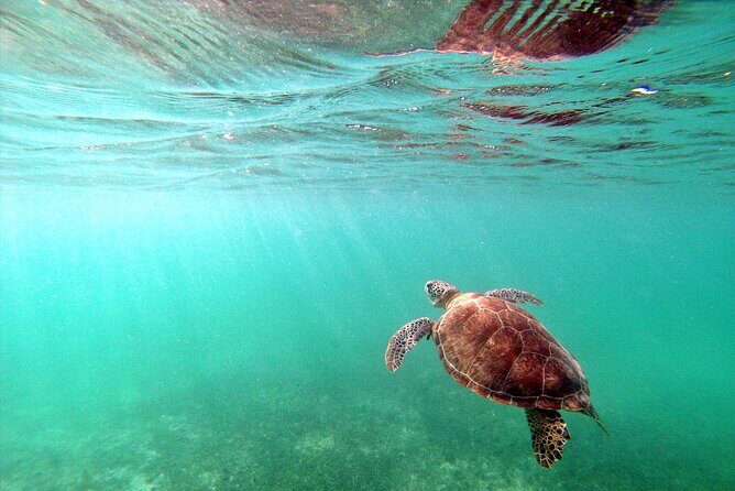 Snorkel Tour! Turtles & Underground Cenote from Playa del Carmen - Who Should Consider This Tour?
