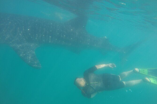 Snorkel Tour with Whale Shark in La Paz - Introduction: The Allure of Swimming with Whale Sharks in La Paz