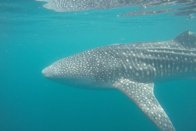 Snorkel Tour with Whale Shark in La Paz - Who Will Enjoy This Tour?