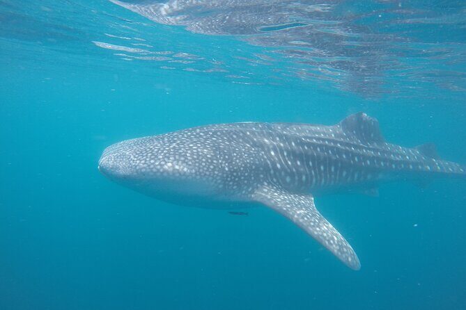Snorkel Tour with Whale Shark in La Paz - The Sum Up: Who Should Book This Tour?