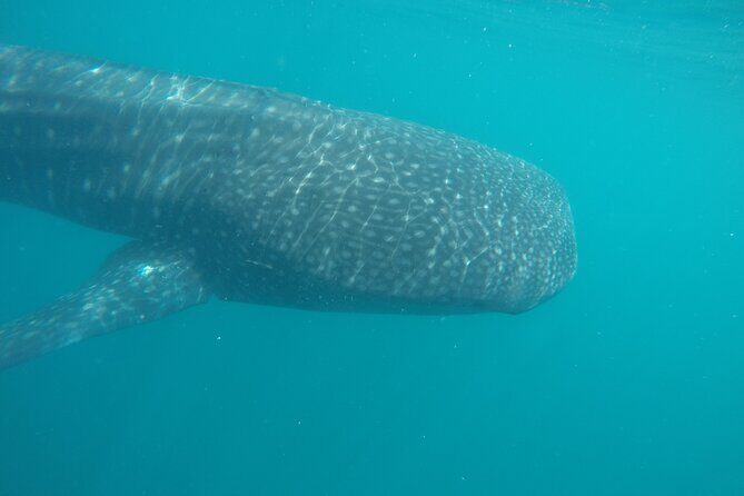 Snorkel Tour with Whale Shark in La Paz - FAQ: Your Questions About the Whale Shark Snorkel Tour