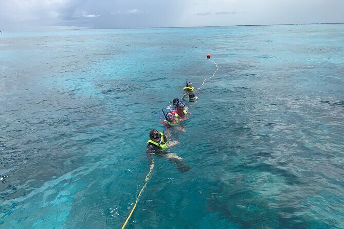 Snorkel Tours to Key Largo reef for up to 6 people-INCLUDES GEAR! - Introducing the Snorkel Tour to Key Largo Reef — A Worthwhile Underwater Adventure