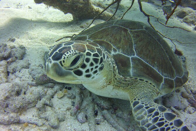 Snorkel Tours to Key Largo reef for up to 6 people-INCLUDES GEAR! - FAQ