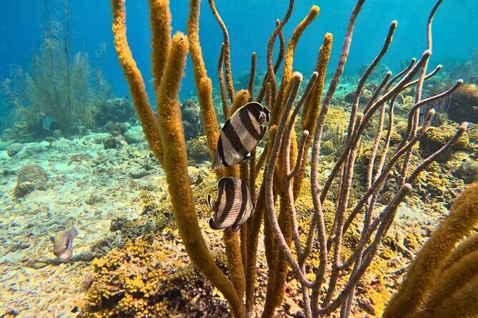 Snorkel Trip on a Catamaran Yacht All Inclusive Experience - Who Should Book This Tour?