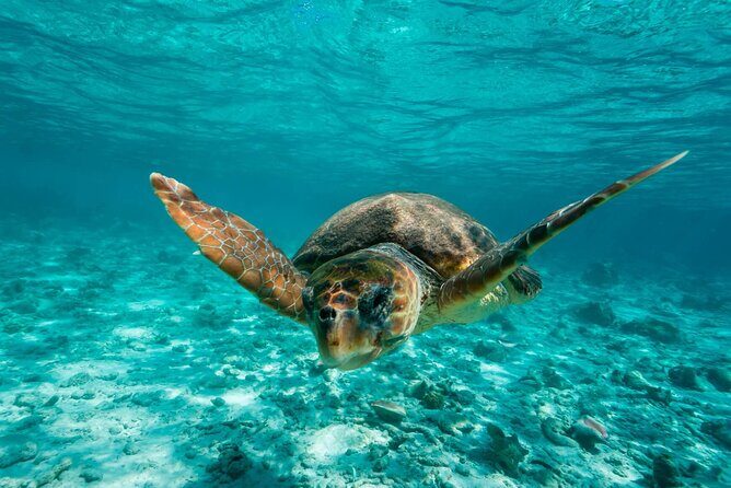 Snorkel Tulum: 2 reef point, 1 hour 20 minutes tour - Key Points