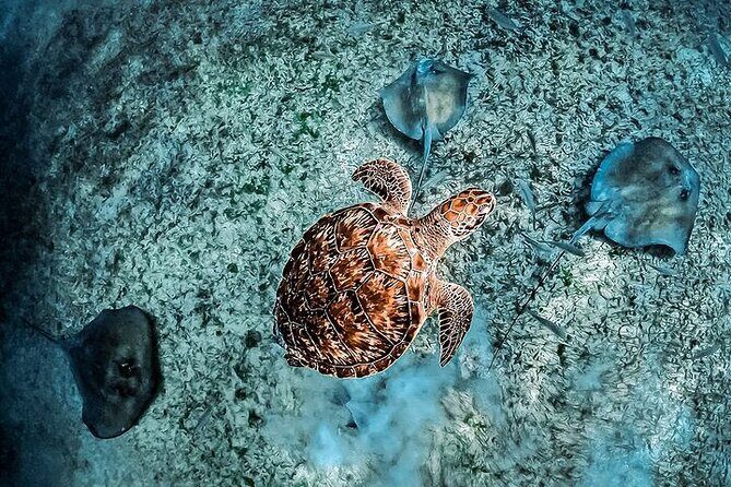 Snorkel Tulum: 2 reef point, 1 hour 20 minutes tour - FAQ